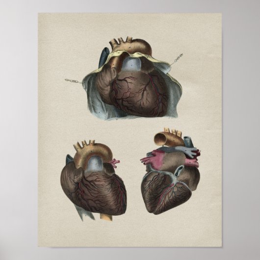 Human Heart Anatomy  Print (Voorkant)