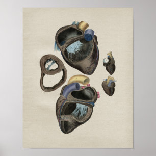 Human Heart Anatomy  Print