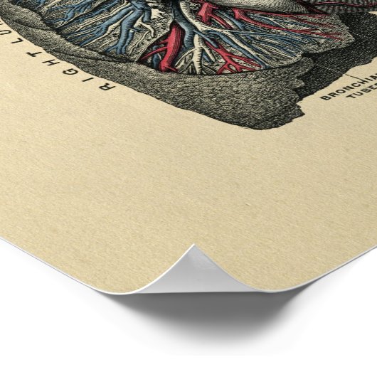 Human Heart and Lungs 1902  Print (Hoek)