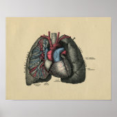 Human Heart and Lungs 1902  Print (Voorkant)