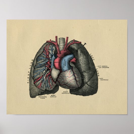 Human Heart and Lungs 1902  Print (Voorkant)