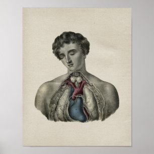 Human Heart Chest Anatomy  Print
