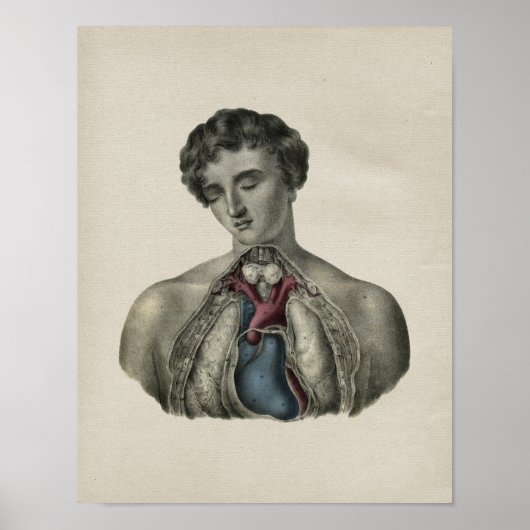 Human Heart Chest Anatomy Print (Voorkant)