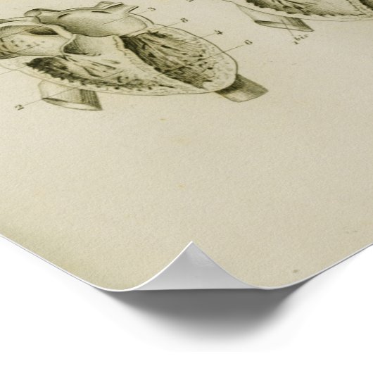 Human Heart en Lungs  Anatomy Print (Hoek)