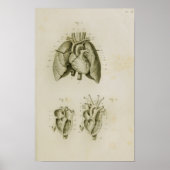 Human Heart en Lungs  Anatomy Print (Voorkant)