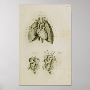 Human Heart en Lungs  Anatomy Print