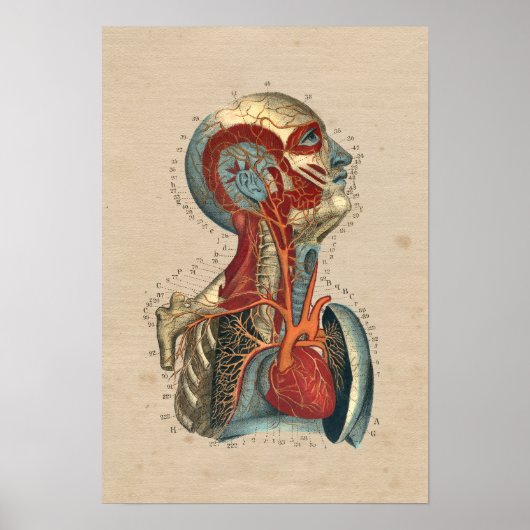 Human Heart Head Neck Anatomy 1841 Print (Voorkant)