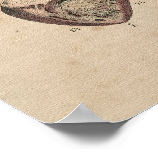 Human Heart Lungs Anatomy 1841 Print (Hoek)