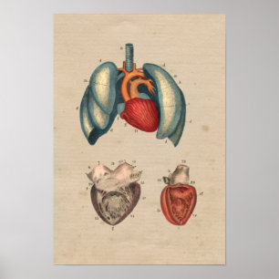 Human Heart Lungs Anatomy 1841 Print