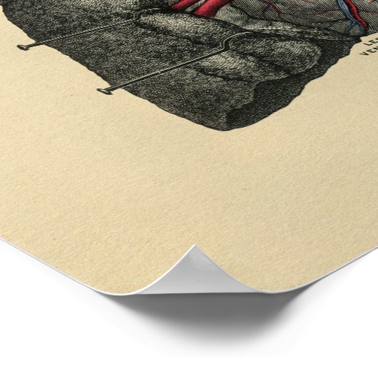 Human Heart Lungs Anatomy 1902 Print (Hoek)