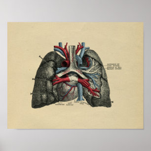 Human Heart Lungs Anatomy 1902  Print