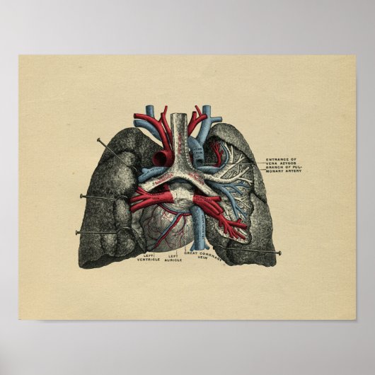 Human Heart Lungs Anatomy 1902  Print (Voorkant)