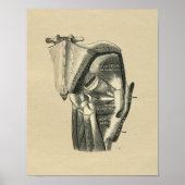 Human Hip Anatomy 1902  Print (Voorkant)