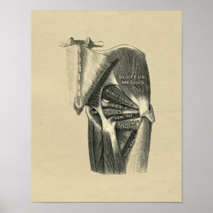 Human Hip Anatomy 1902 Vintage Print