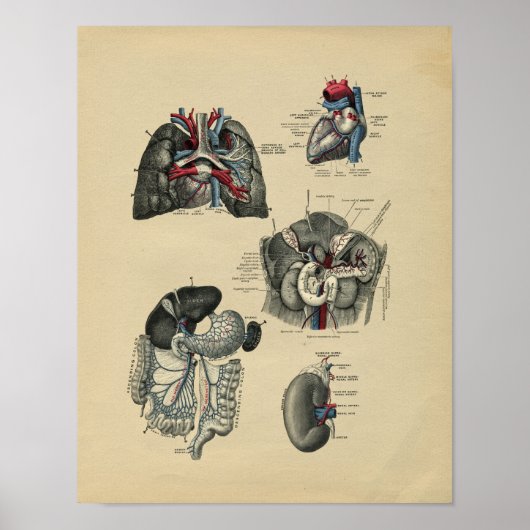 Human Internal Anatomy 1902  Print (Voorkant)