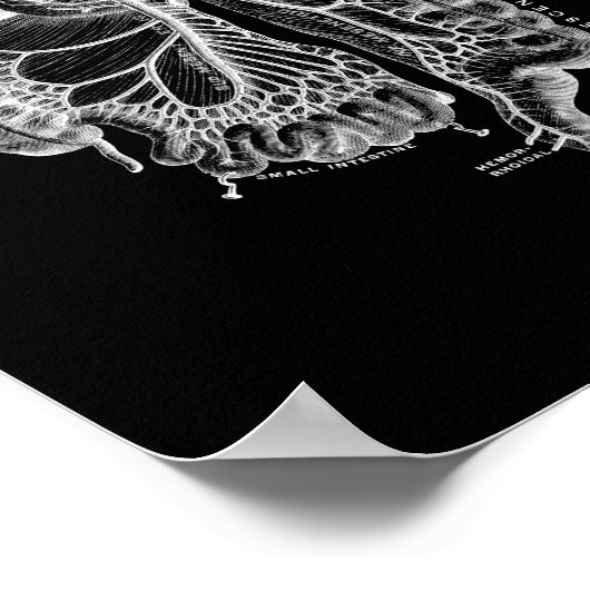 Human Internal Anatomy in Black and White Print (Hoek)