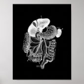 Human Internal Anatomy in Black and White Print (Voorkant)