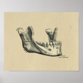 Human Jaw Anatomy 1902 Print (Voorkant)