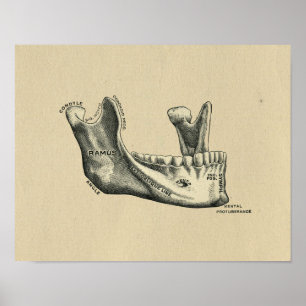 Human Jaw Anatomy 1902  Print