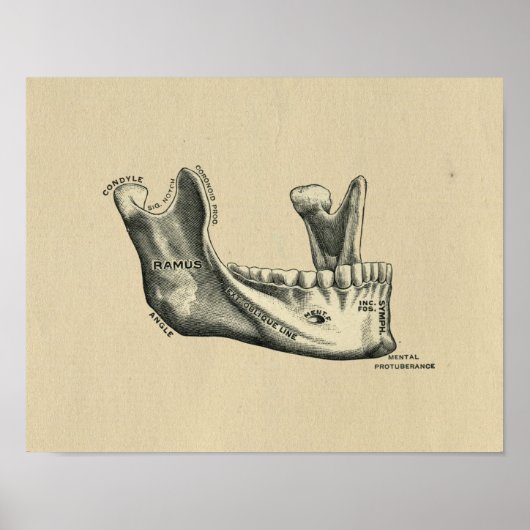 Human Jaw Anatomy 1902  Print (Voorkant)