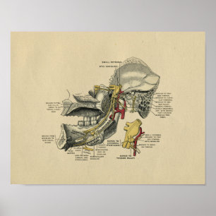 Human Jaw TMJ Anatomy 1902  Print