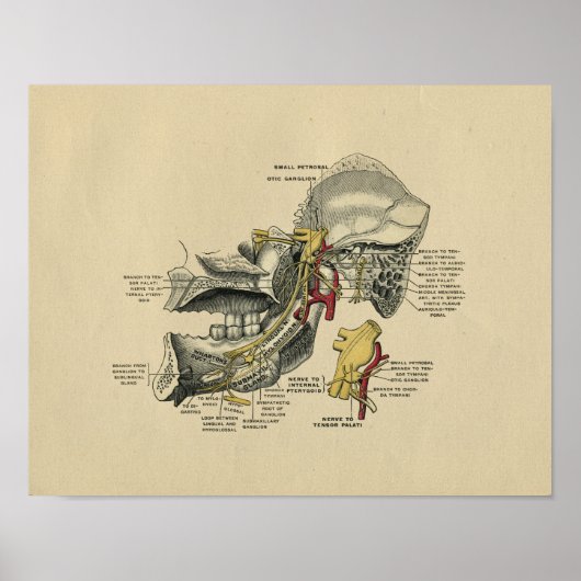 Human Jaw TMJ Anatomy 1902  Print (Voorkant)