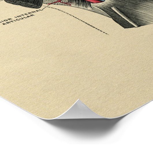 Human Knee Anatomy 1902  Print (Hoek)