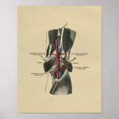 Human Knee Anatomy 1902  Print (Voorkant)