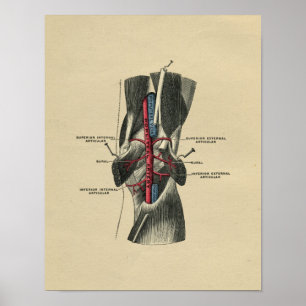 Human Knee Anatomy 1902  Print