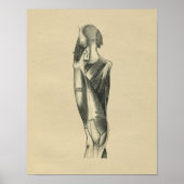 Human Leg Anatomy 1902 Vintage Print (Voorkant)