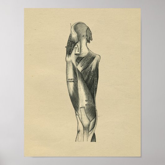 Human Leg Anatomy 1902 Vintage Print (Voorkant)