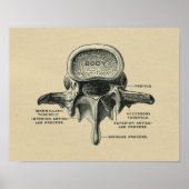 Human Lumbar Vertebrae Anatomy 1902  Print (Voorkant)