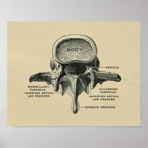 Human Lumbar Vertebrae Anatomy 1902  Print