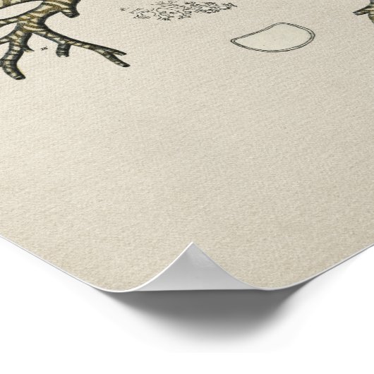 Human Lung Trachea Anatomy  Print (Hoek)