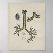 Human Lung Trachea Anatomy  Print (Voorkant)