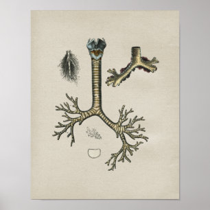 Human Lung Trachea Anatomy Print