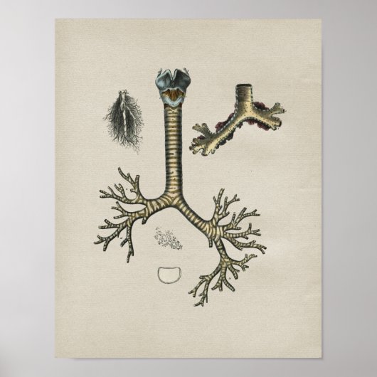 Human Lung Trachea Anatomy  Print (Voorkant)