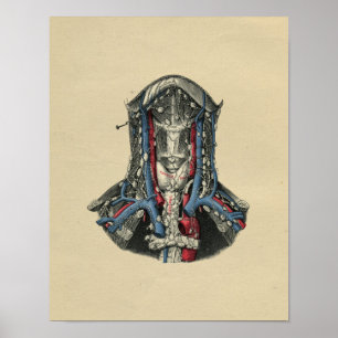 Human Lymph Node Anatomy 1902  Print