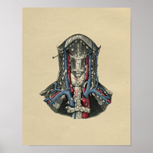 Human Lymph Node Anatomy 1902 Print (Voorkant)