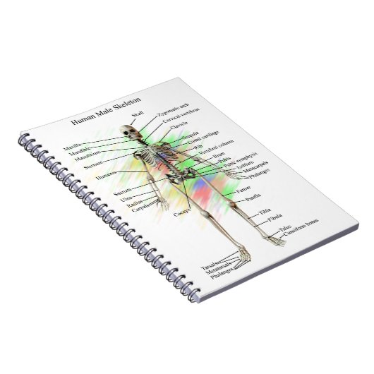 Human Male Skeleton notebook Notitieboek (Rechterzijde)