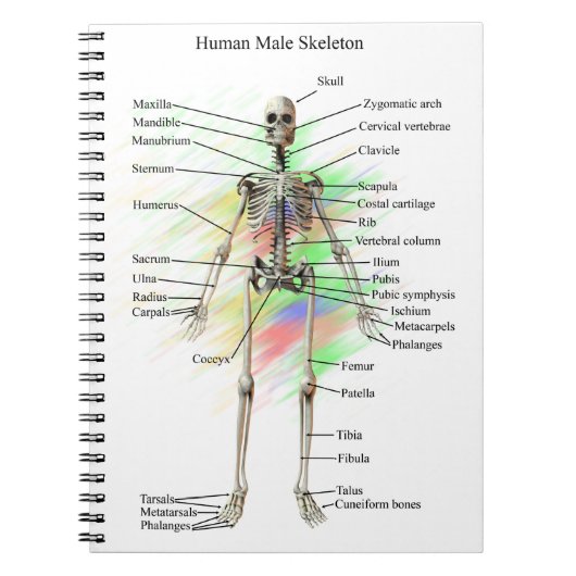 Human Male Skeleton notebook Notitieboek (Voorkant)