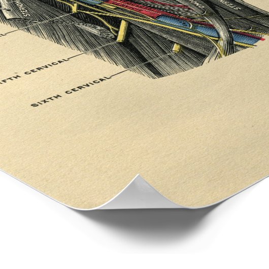 Human Neck Anatomy 1902  Print (Hoek)