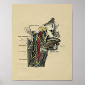Human Neck Anatomy 1902  Print (Voorkant)