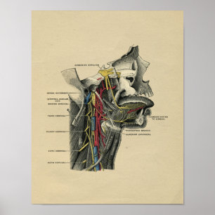 Human Neck Anatomy 1902  Print
