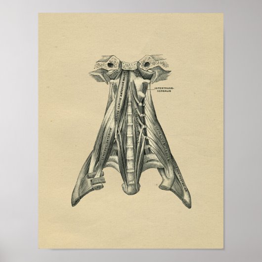 Human Neck Anatomy 1902  Print (Voorkant)