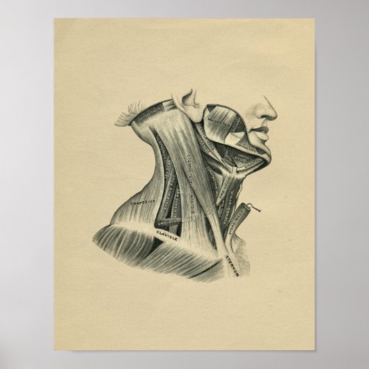 Human Neck Anatomy 1902  Print (Voorkant)