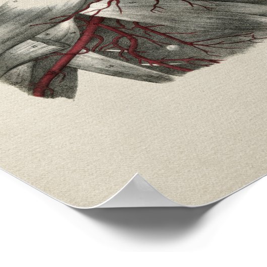 Human Neck Anatomy  Print (Hoek)