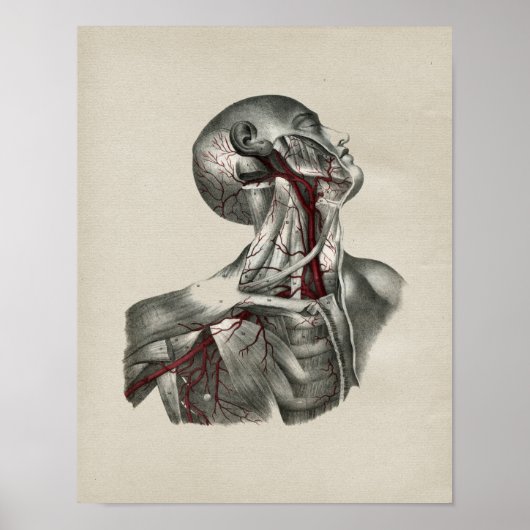 Human Neck Anatomy  Print (Voorkant)