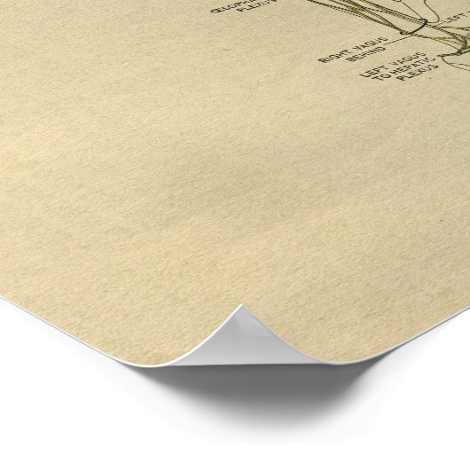 Human Nerve Anatomy 1902  Print (Hoek)