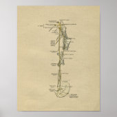 Human Nerve Anatomy 1902  Print (Voorkant)